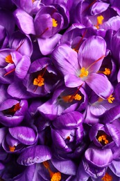 Photo of Beautiful Saffron crocus flowers as background, top view