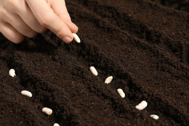 Woman planting beans into fertile soil, closeup. Vegetable seeds