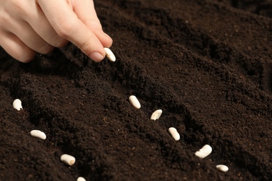 Photo of Woman planting beans into fertile soil, closeup. Vegetable seeds