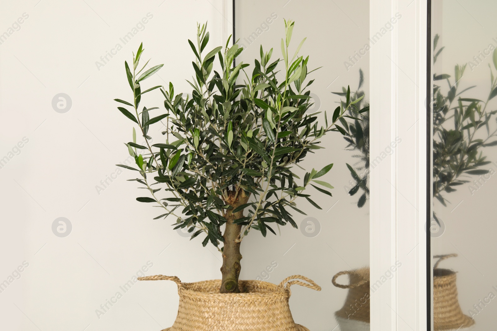 Photo of Pot with olive tree near window indoors. Interior element