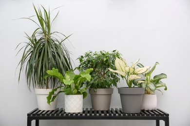 Photo of Beautiful potted plants near grey wall indoors. Interior design