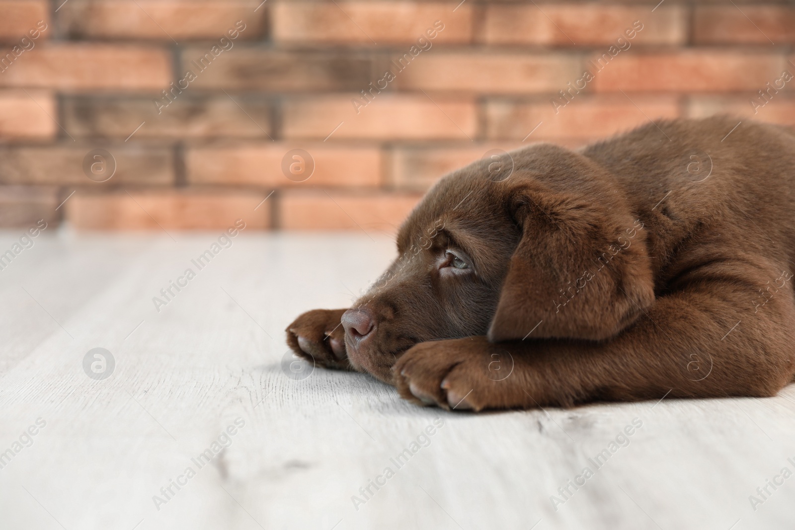 Photo of Chocolate Labrador Retriever puppy on floor indoors