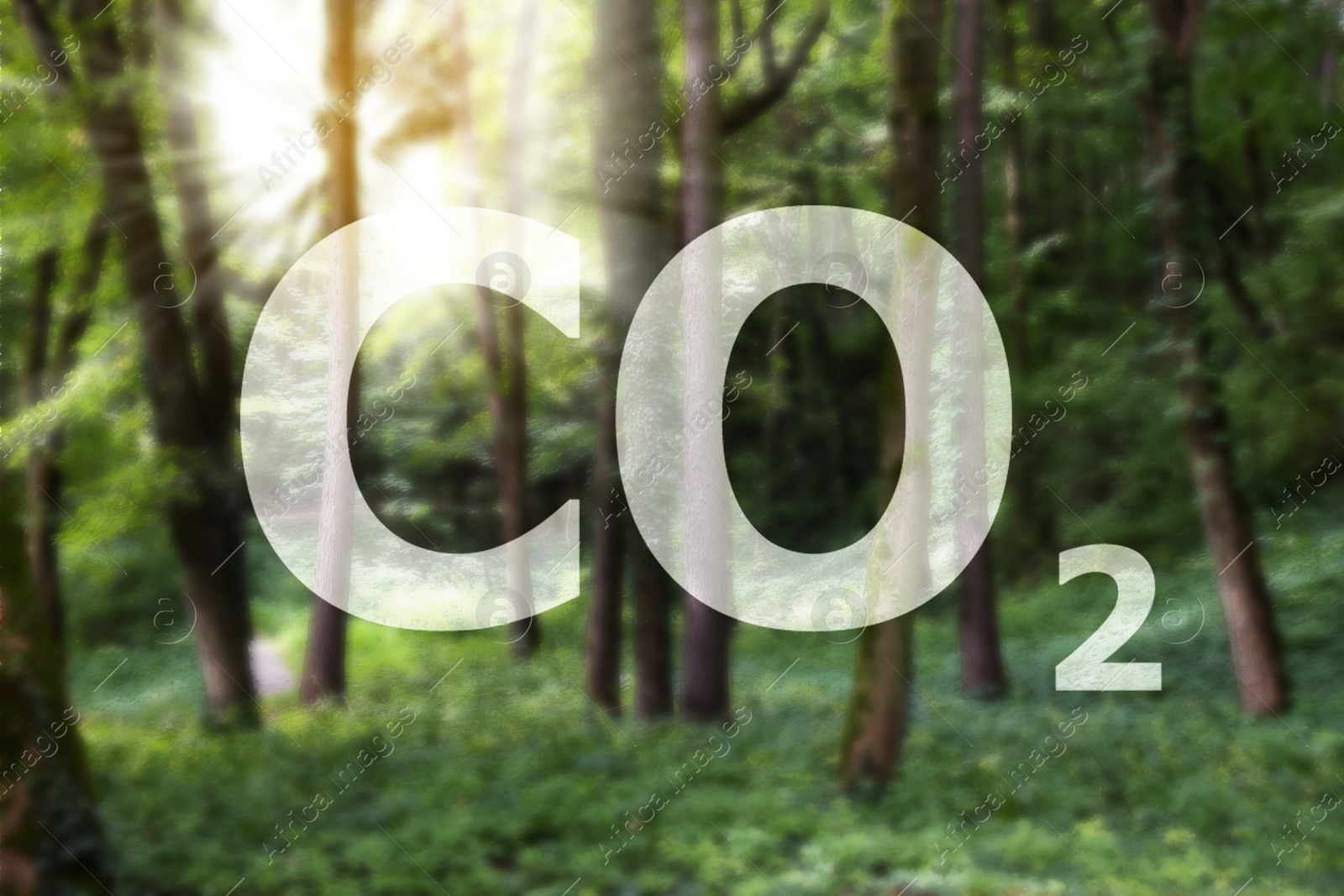 Image of Concept of clear air. CO2 inscription and beautiful forest