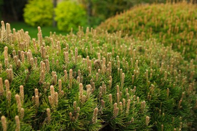 Pine shrub with blossoms outdoors on spring day, closeup