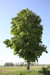 Photo of Beautiful tree growing outdoors on sunny day