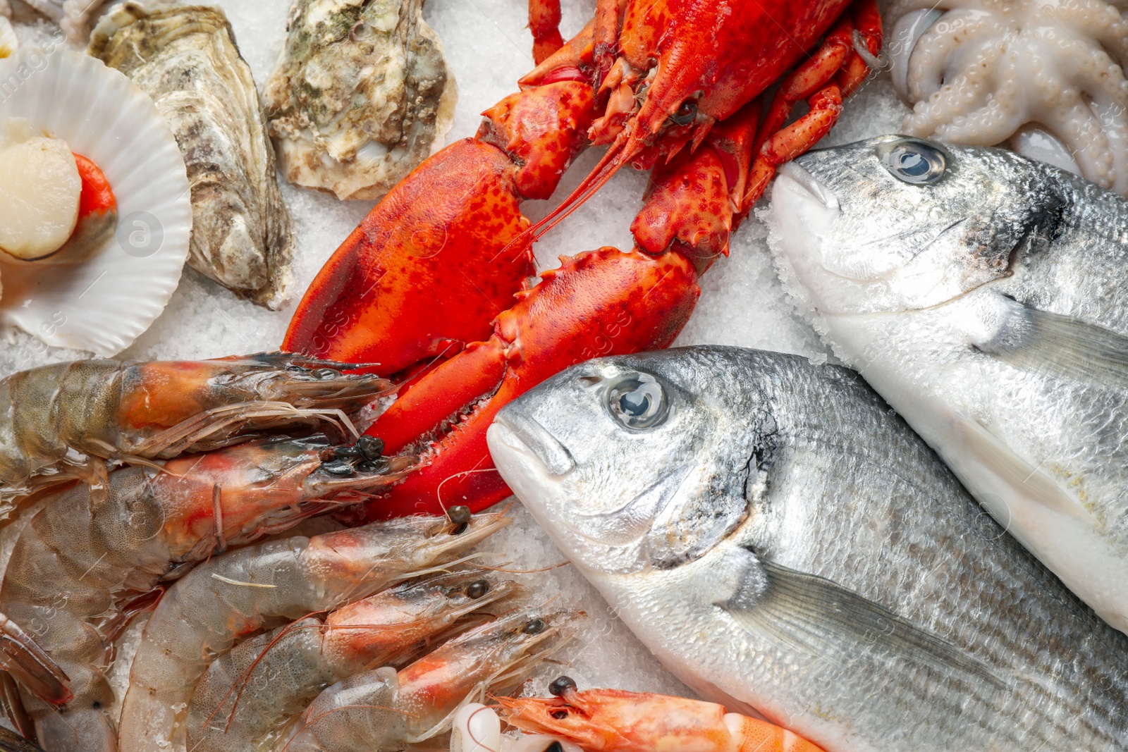 Photo of Fresh fish and seafood on ice, closeup