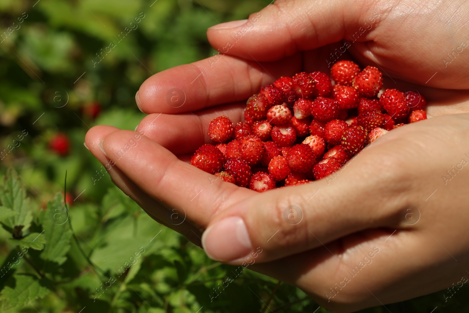 Photo of Woman with handful of fresh wild strawberries outdoors, closeup