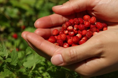 Woman with handful of fresh wild strawberries outdoors, closeup