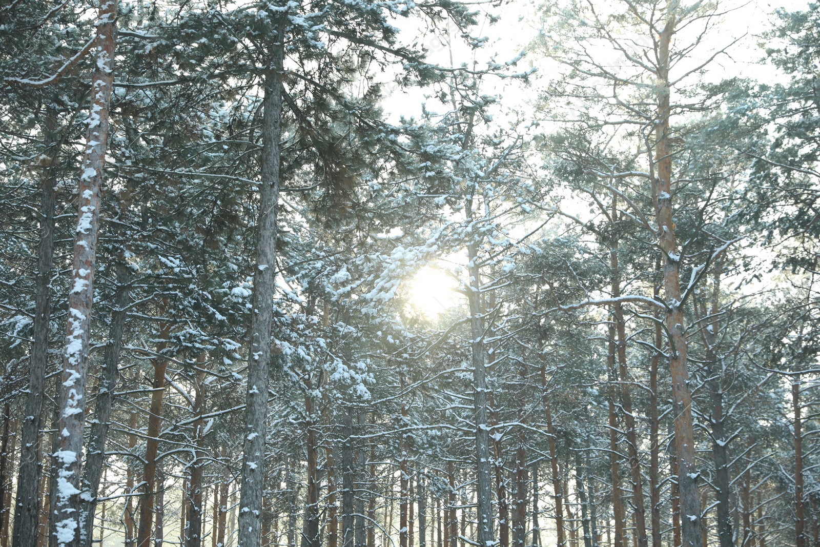 Photo of Beautiful snowy forest on sunny morning in winter