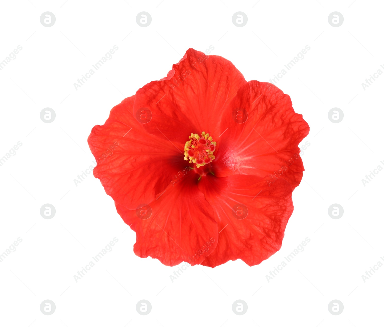 Photo of Beautiful red hibiscus flower isolated on white