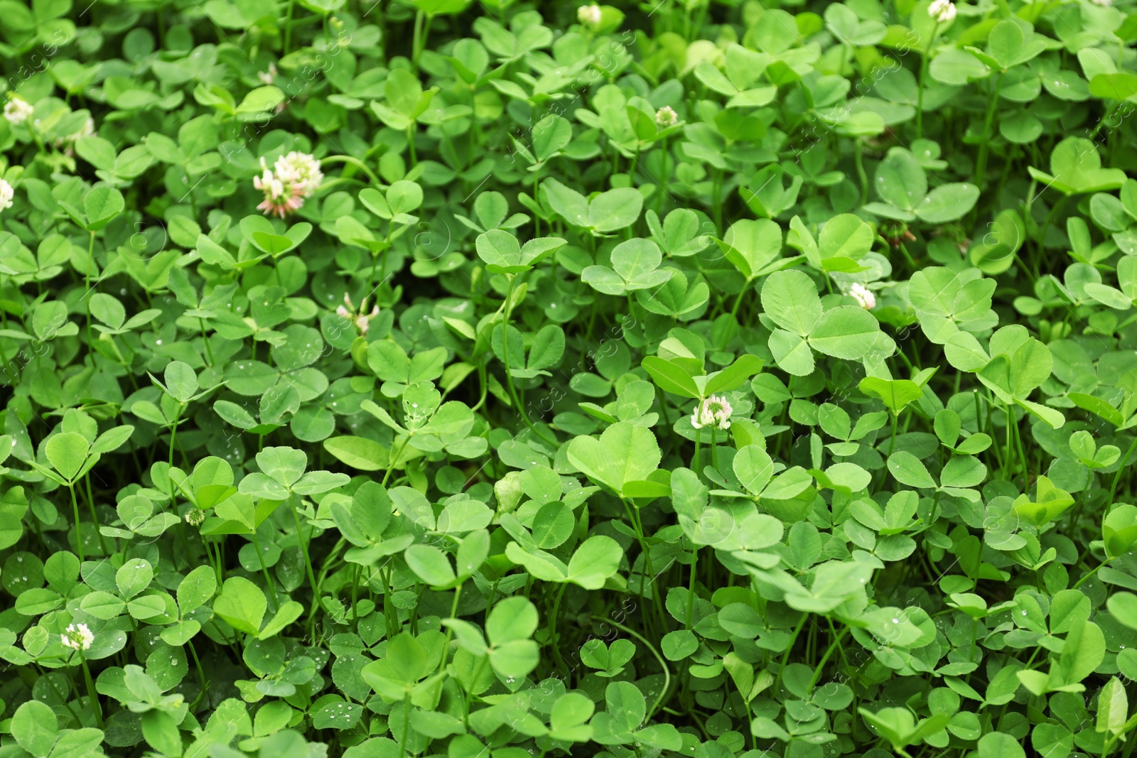 Photo of Green clover leaves as background