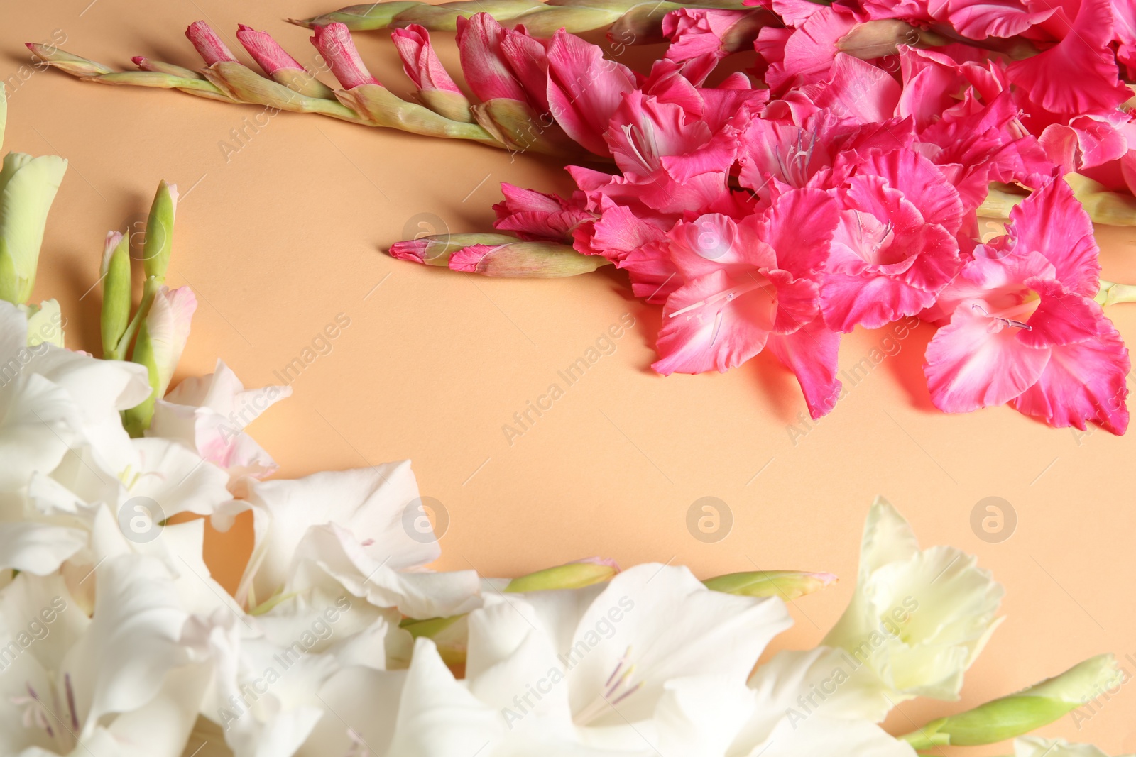 Photo of Beautiful gladiolus flowers on color background