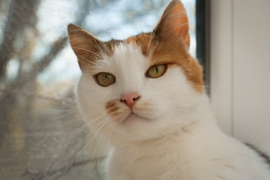 Portrait of cute cat near window at home