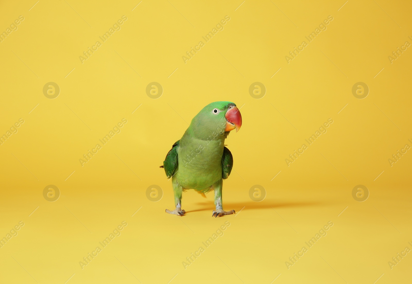 Photo of Beautiful green Alexandrine Parakeet on yellow background