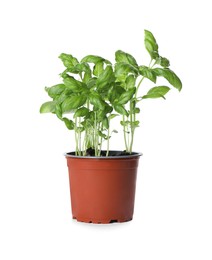 Photo of Aromatic green potted basil isolated on white