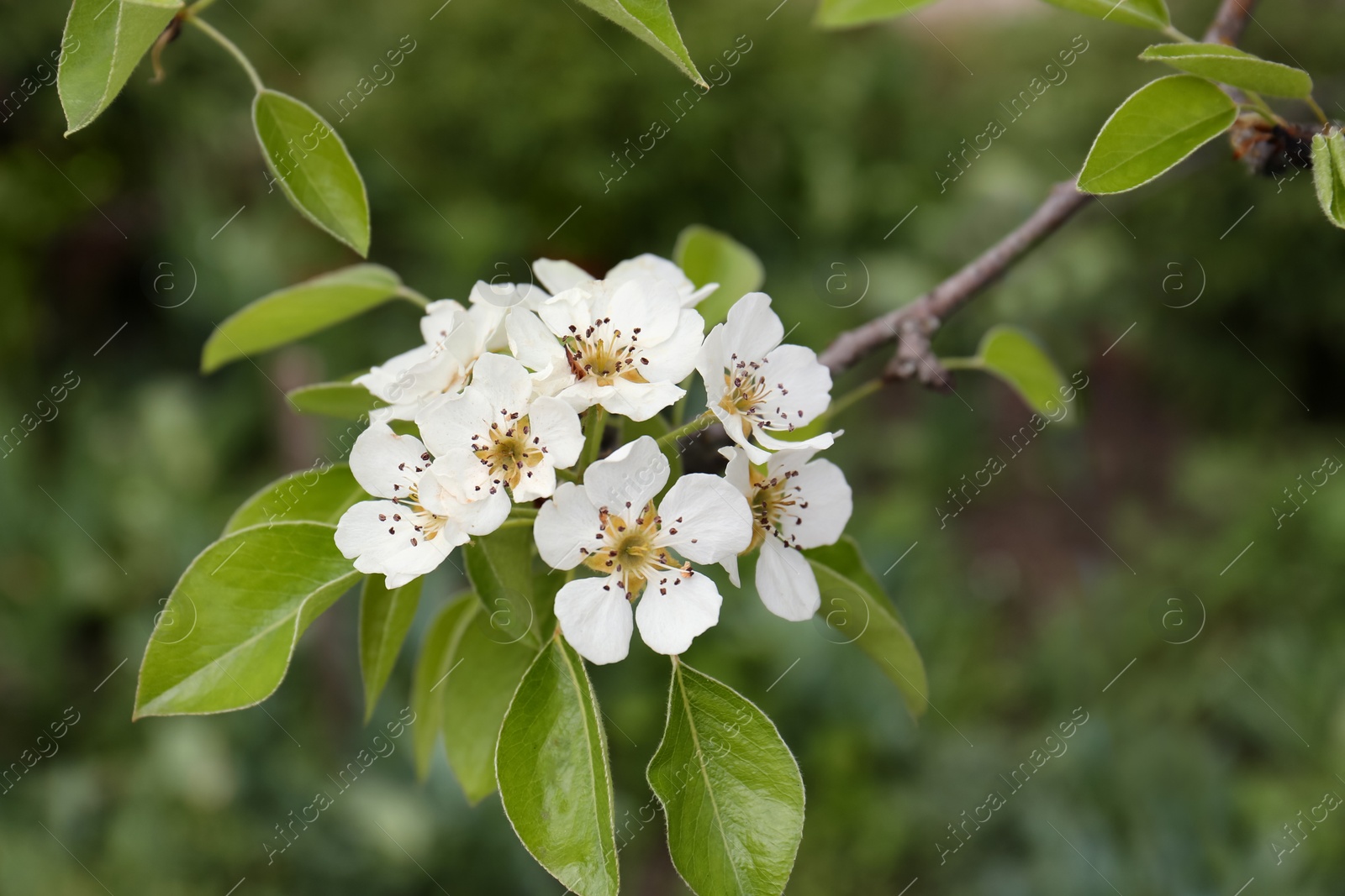 Photo of Pear tree with white blossoms, closeup view. Spring season