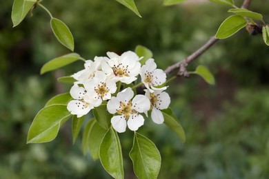 Pear tree with white blossoms, closeup view. Spring season