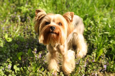Photo of Cute Yorkshire terrier in park on sunny spring day