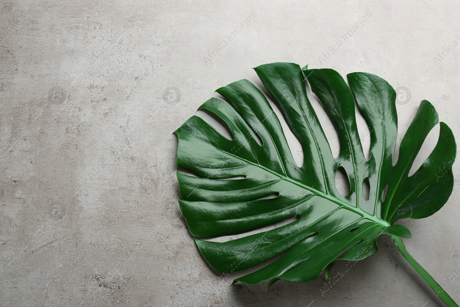 Photo of Beautiful monstera leaf on light grey background, top view with space for text. Tropical plant