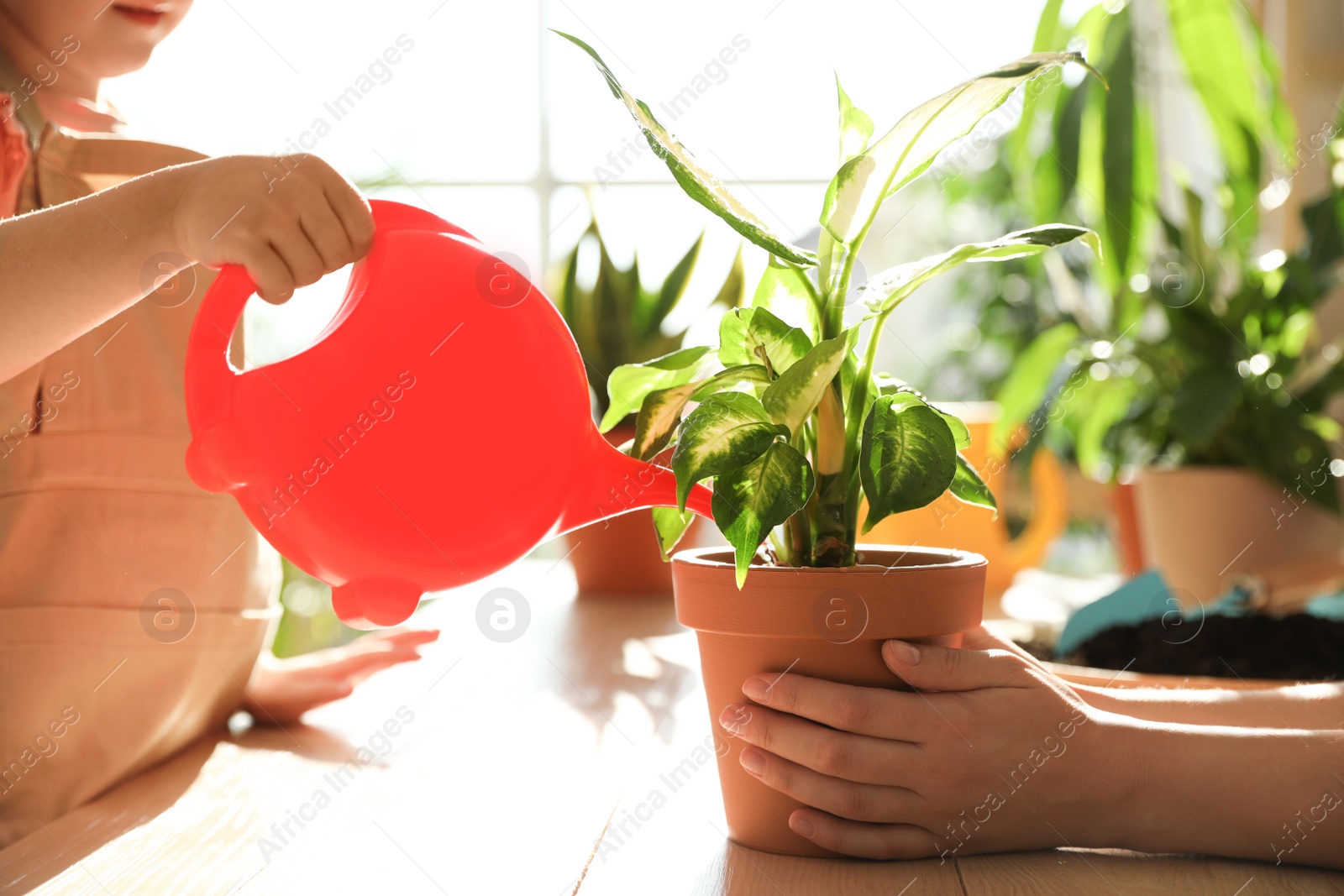 Photo of Mother and daughter watering home plants at wooden table indoors, closeup