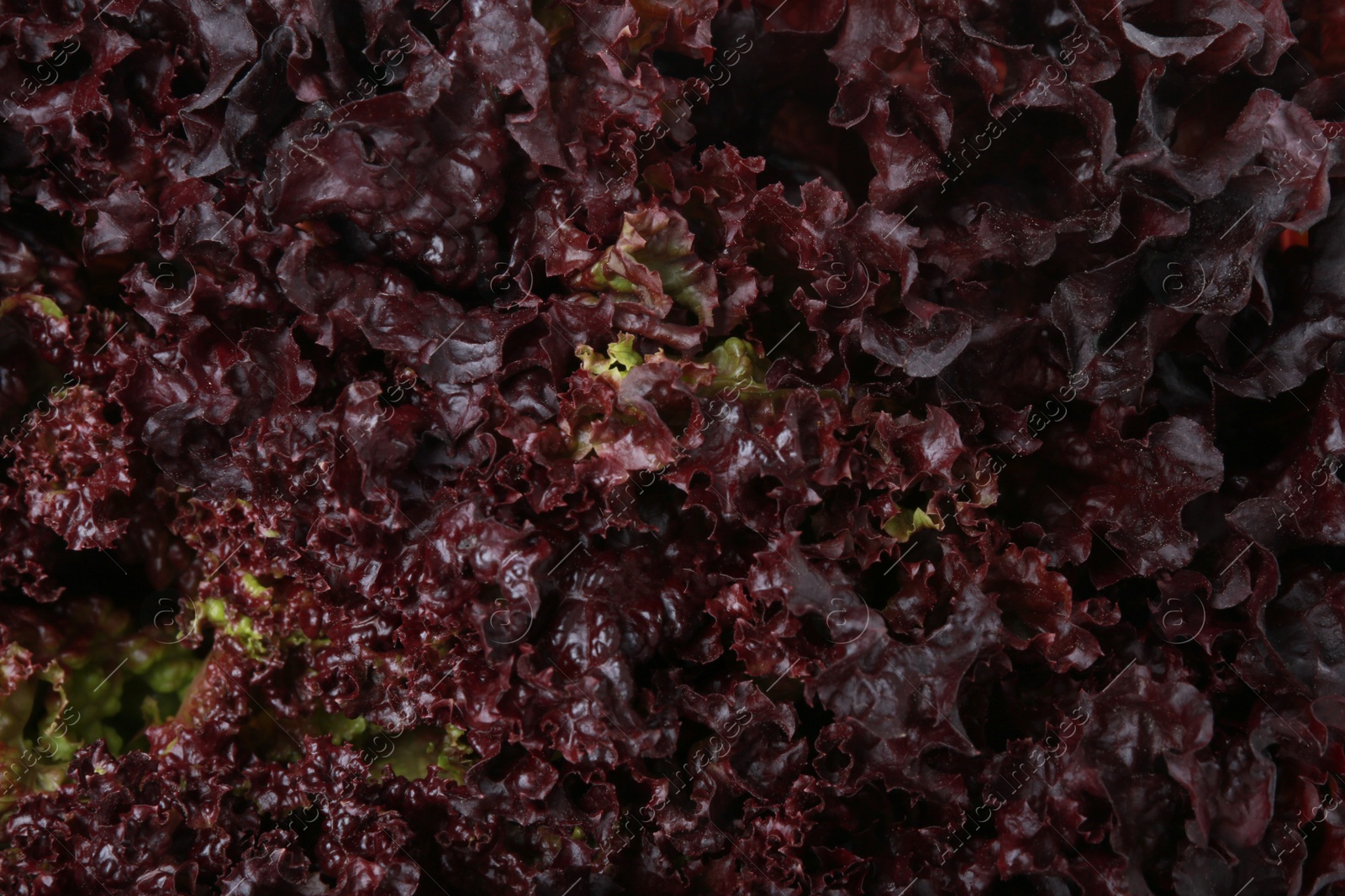 Photo of Fresh red coral lettuce as background, closeup