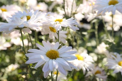 Photo of Many beautiful chamomile flowers growing in garden, closeup
