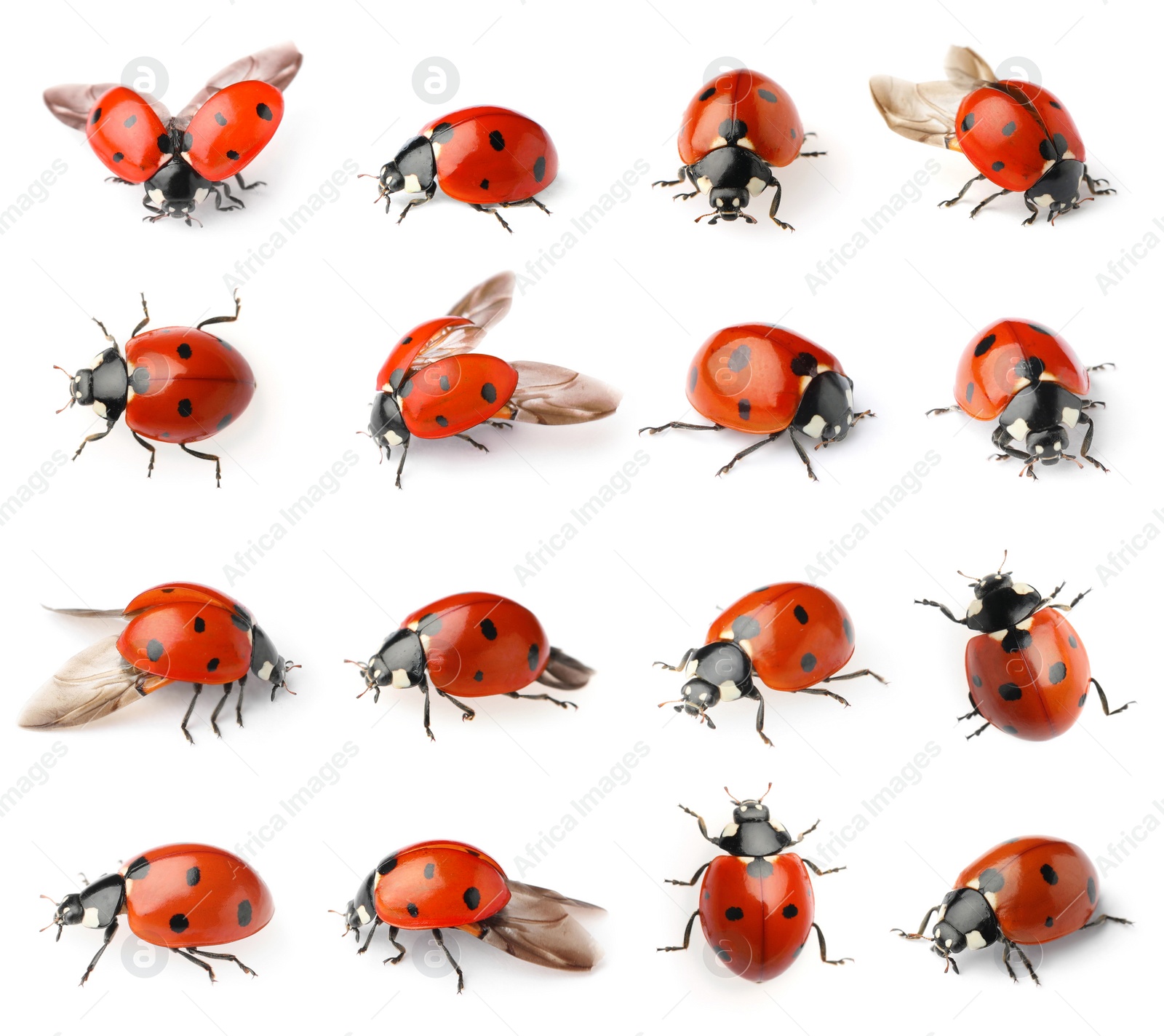Image of Set with beautiful ladybugs on white background 
