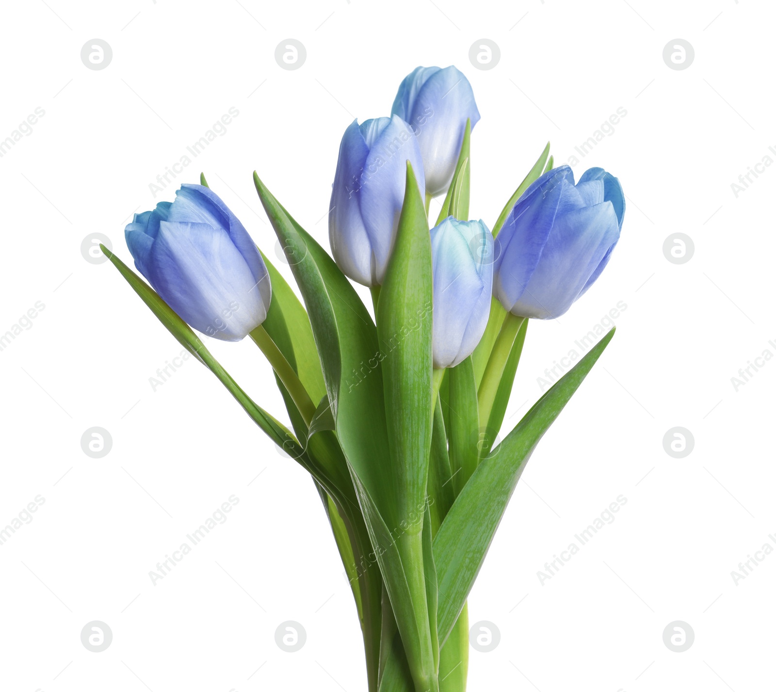 Image of Beautiful blue tulips isolated on white. Bright flowers