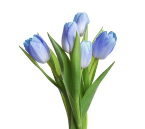 Beautiful blue tulips isolated on white. Bright flowers