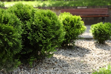 Photo of Beautiful thuja plants growing outdoors, space for text. Gardening and landscaping