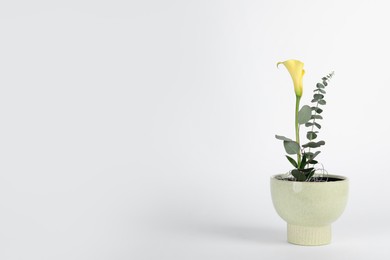 Stylish ikebana as house decor. Beautiful fresh calla flower and eucalyptus branch on white background, space for text