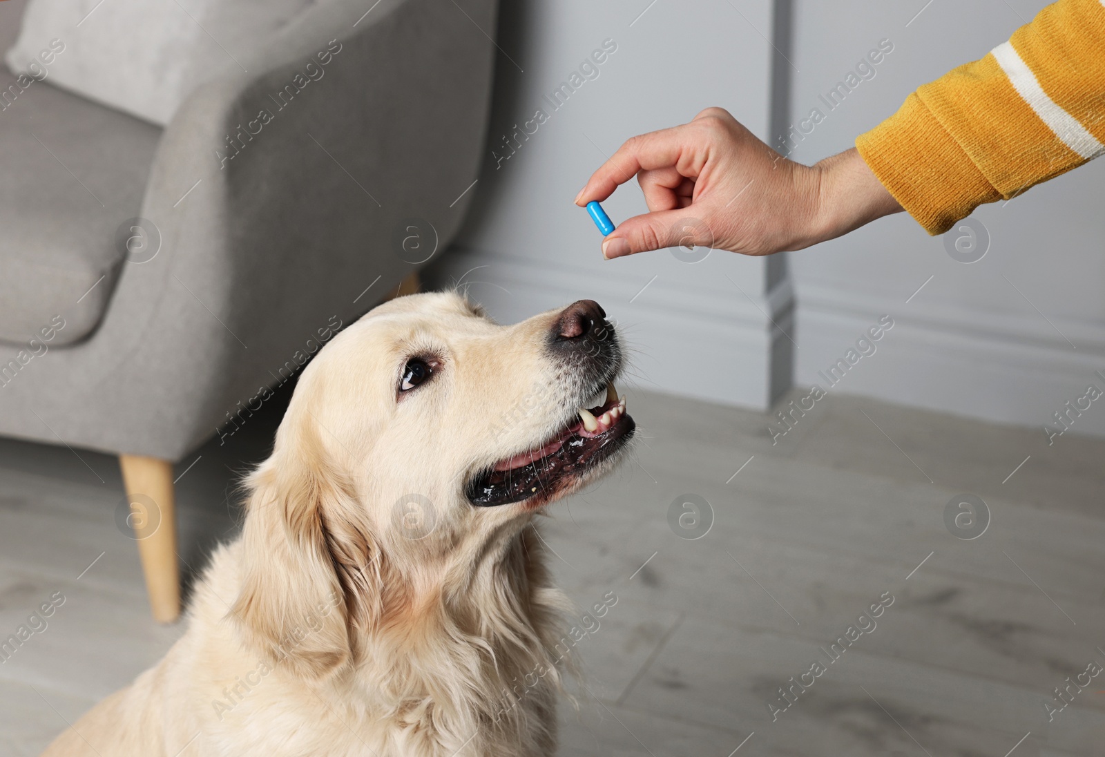 Photo of Woman giving pill to cute dog at home, closeup. Vitamins for animal