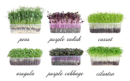 Image of Set of different fresh microgreens on white background. Banner design 