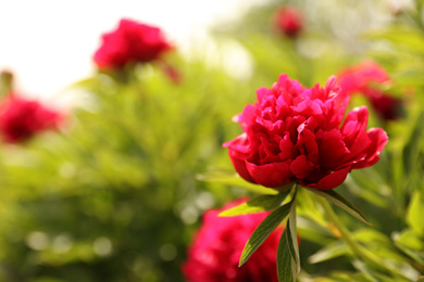 Photo of Beautiful red peony outdoors on spring day, closeup