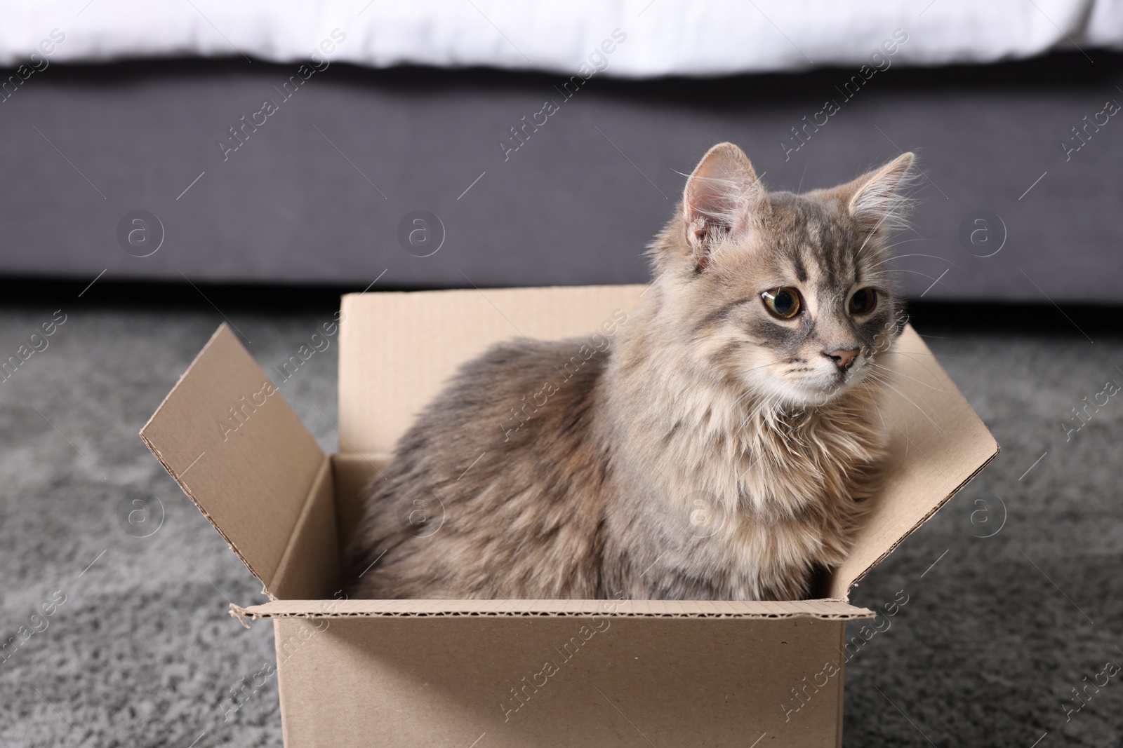 Photo of Cute fluffy cat in cardboard box on carpet at home