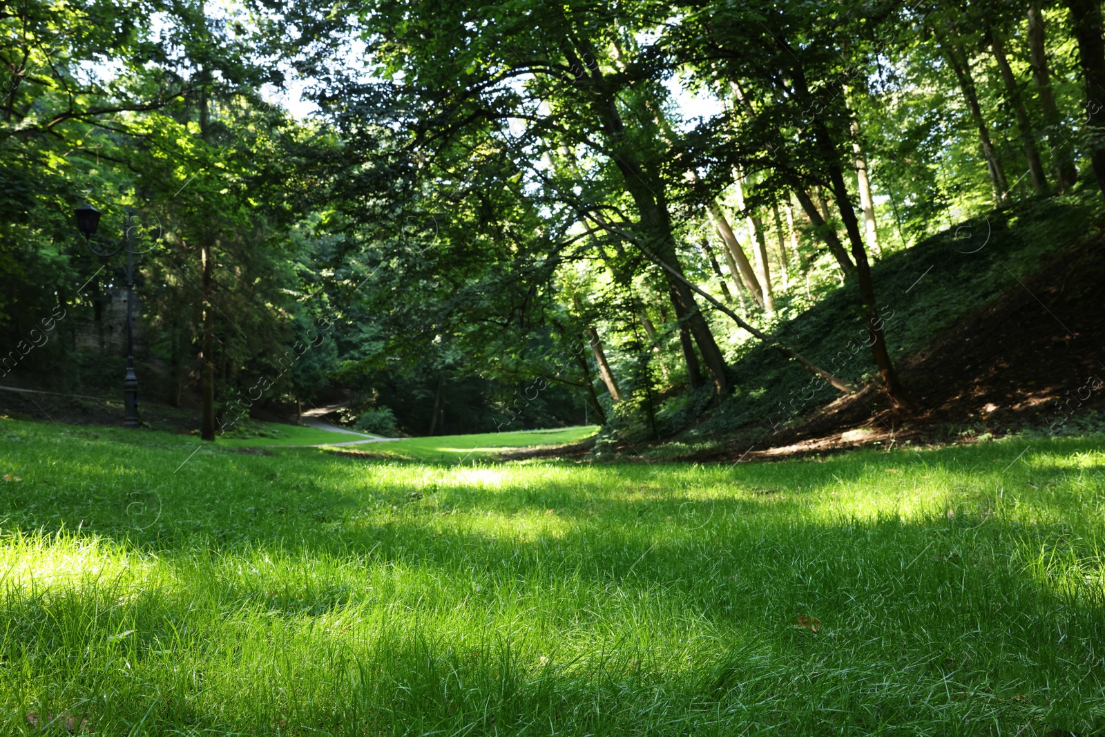 Photo of Beautiful lawn with fresh green grass among trees on sunny day, low angle view