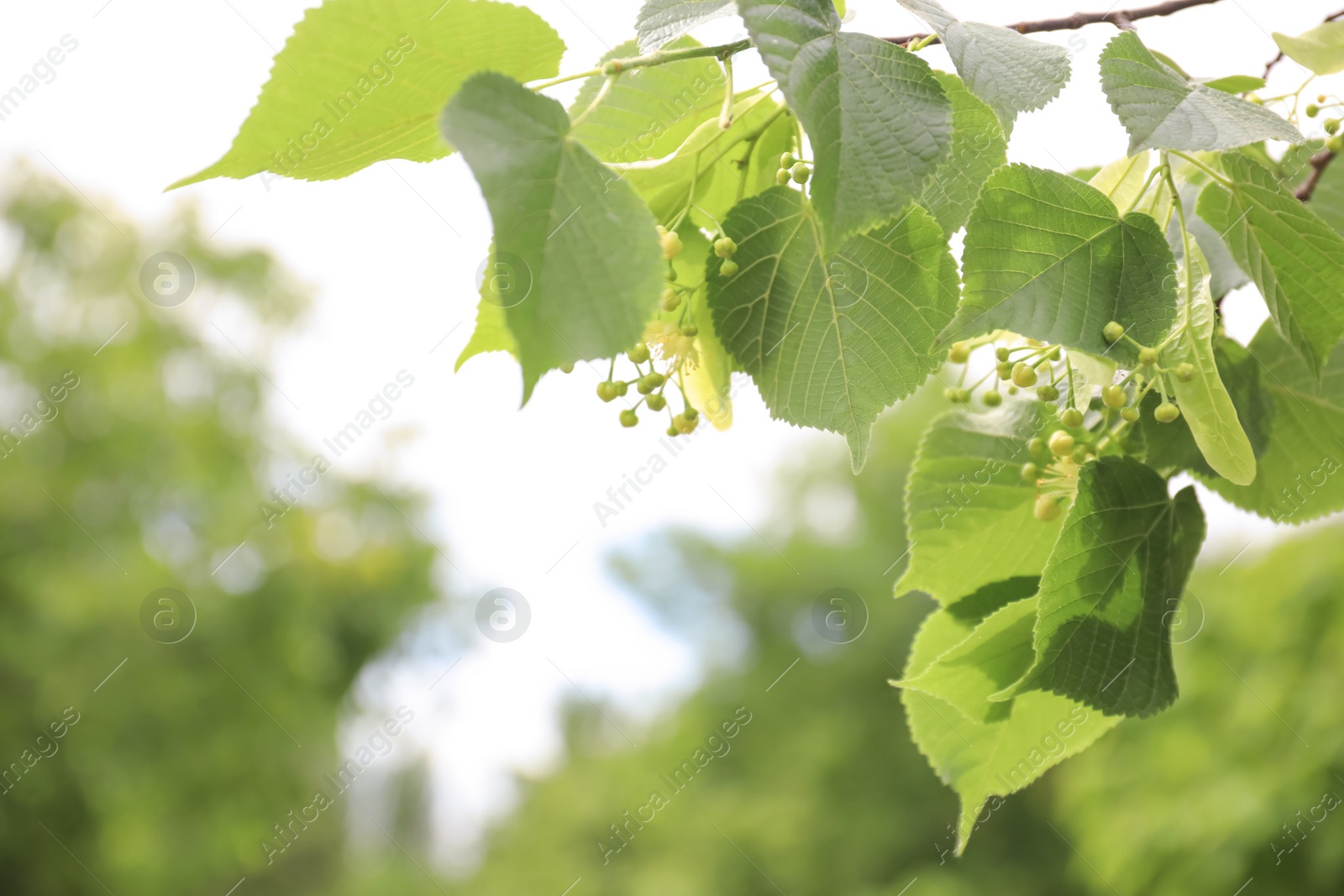 Photo of Closeup view of linden tree with fresh young green leaves and blossom outdoors on spring day