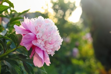 Photo of Blooming peony plant with beautiful pink flower outdoors, closeup. Space for text