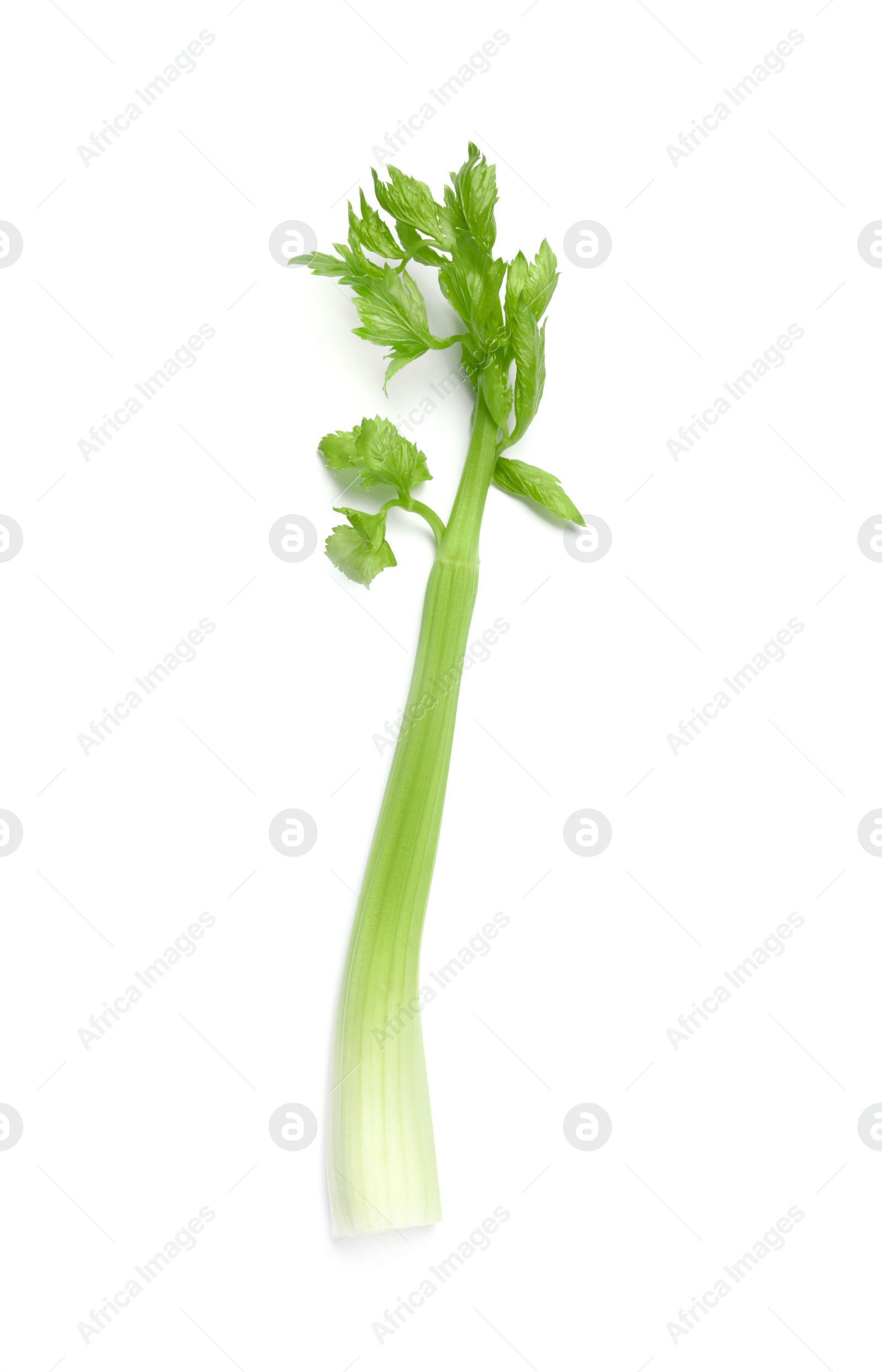 Photo of Fresh stalk of celery isolated on white, top view