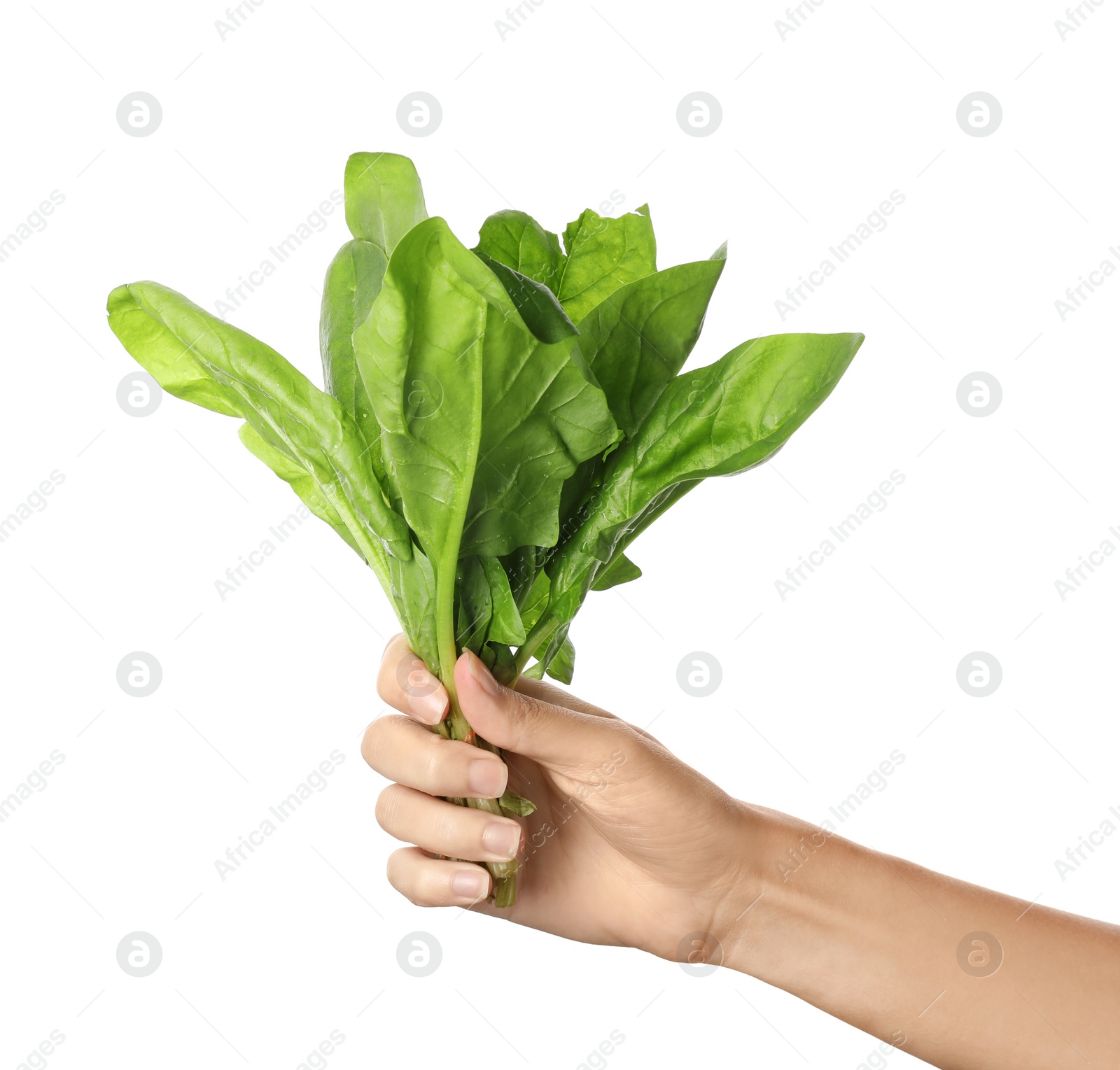 Photo of Woman holding spinach on white background. Fresh herb