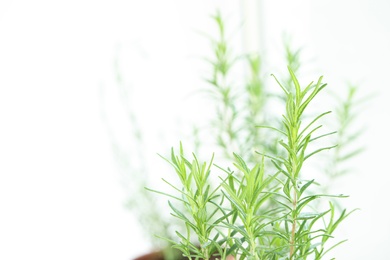 Photo of Twigs of fresh rosemary on light background, closeup. Space for text