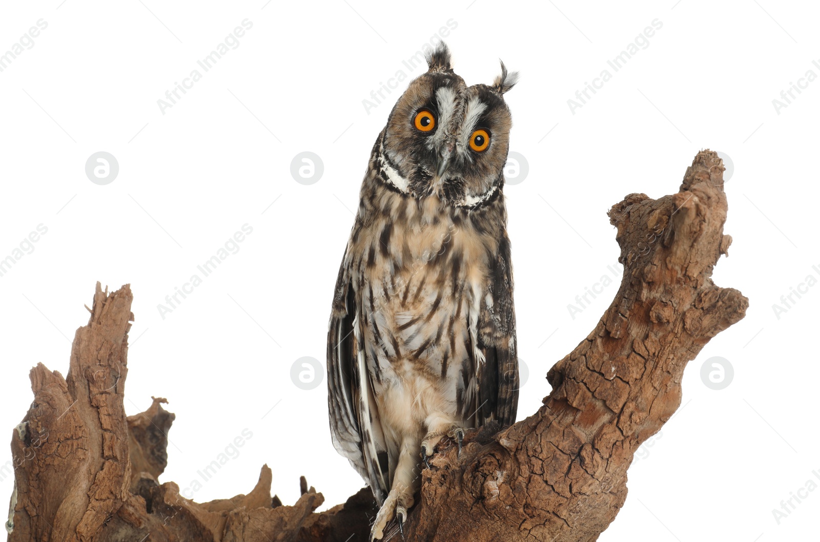 Photo of Beautiful eagle owl on tree against white background. Predatory bird