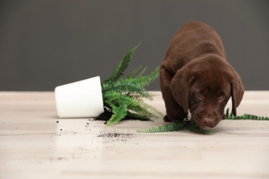 Photo of Chocolate Labrador Retriever puppy with overturned houseplant at home