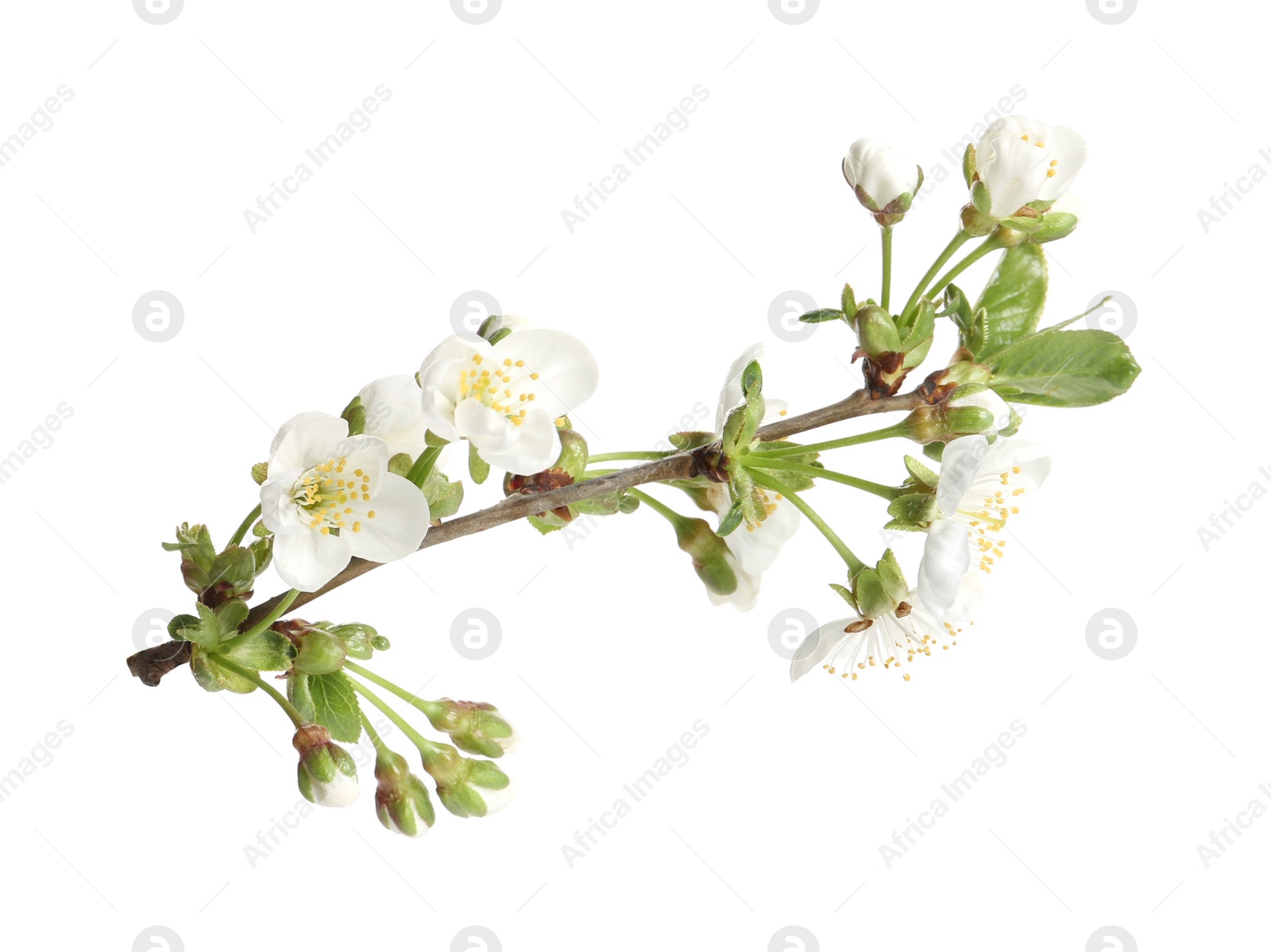 Photo of Tree branch with blossom isolated on white. Spring season