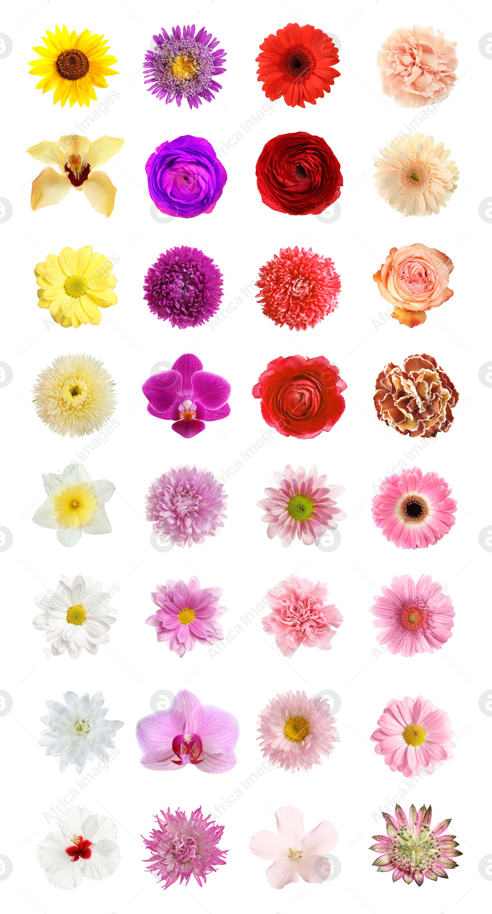 Image of Set of different beautiful flowers on white background