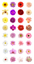 Set of different beautiful flowers on white background