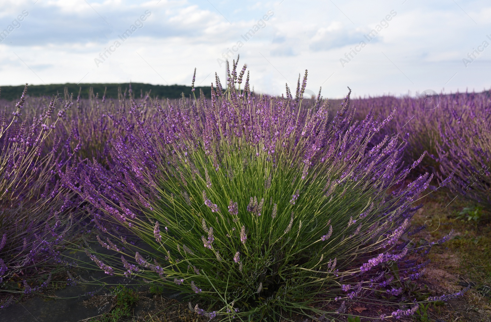 Photo of Beautiful blooming lavender plants growing in field