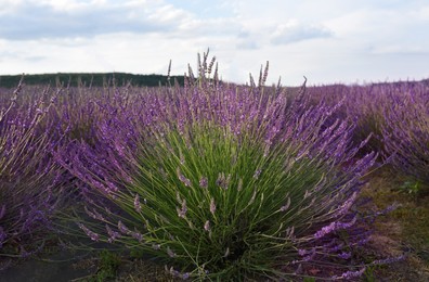 Beautiful blooming lavender plants growing in field