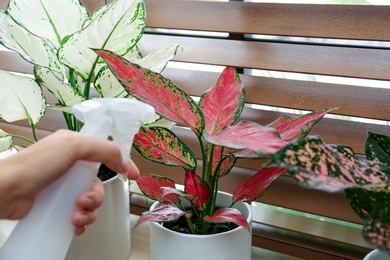 Photo of Woman spraying houseplant on windowsill at home, closeup