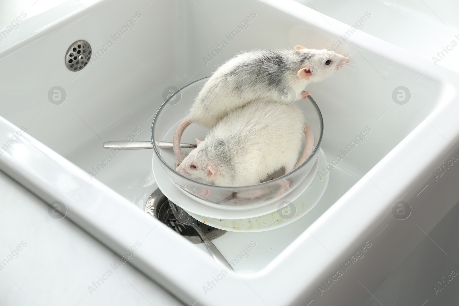 Photo of Rats and dirty dishes in kitchen sink. Pest control